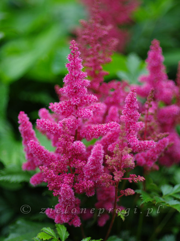 Astilbe